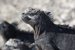 Galapagos Sea Iguana 2017 - 7051