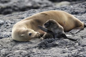 Galapagos Sea Lion & Pup - 4401