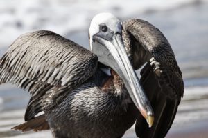 Pelican - Galapagos 2017 - 5209