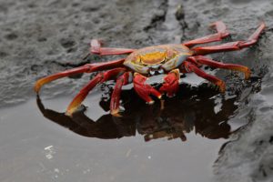 Sally Lightfoot Crab - Galapagos 2017 - 3875