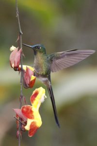 Sylph Hummingbird - Andes 2017 - 9378